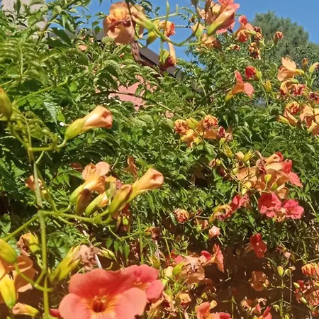 Appartement Il Pettirosso *