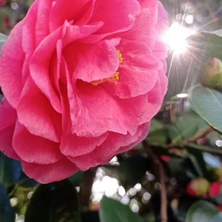 Il Pettirosso *