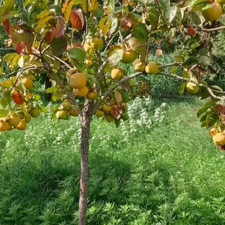 Il Pettirosso *